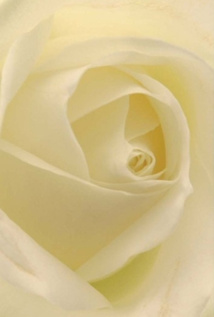 From a Harrow on the Hill florist's perspective, the allure of this white rose lies in every element of its composition. Viewed up close, the rose's spiral heart seems to glow with an inner radiance, surrounded by petals soft as silk and tinted with delicate shades of cream. The natural daylight-much like that found in a quiet corner of Churchfields-filters through each fold, casting subtle shadows that elevate the bloom's complexity. The overall mood is one of calm sophistication, making the rose an effortless centrepiece for a distinguished event or an eloquent gift for moments of sincere emotion. Whether commemorating a union in one of the area's historic chapels or apologizing with heartfelt sincerity along Peterborough Road, this rose captures purity and quiet resolve in its design. Variations in shade and the flawless spiral structure pay tribute to the artistry found in Harrow on the Hill's most cherished floral shops. Its understated fragrance, hints of green and fresh powder, lingers in the memory, enhancing any room in which it rests. Every petal, every shadow, is an invocation of grace-making this rose a timeless choice for any heartfelt occasion in Harrow on the Hill.